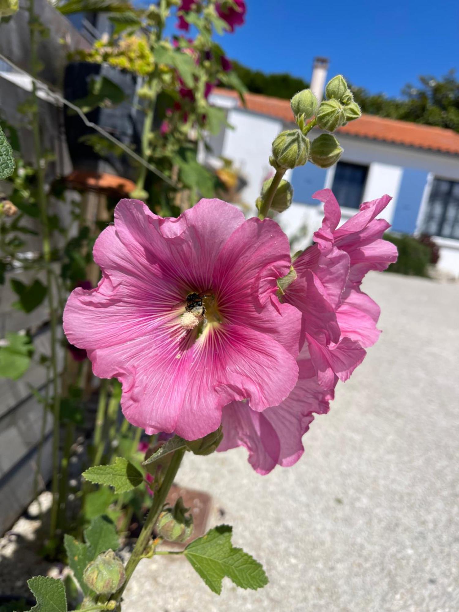 Clos Des Aigrettes -6 Gites De Charme Et Confort A 30M Du Port De La Cotinière Exteriér fotografie